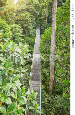 View of canopy walkway in Sepilok, Borneo, Malaysia. View of canopy walkway in Sepilok, Borneo, Malaysia. 128321478