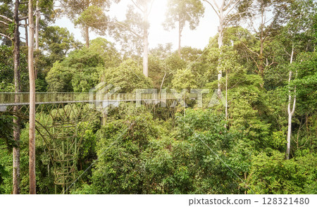View of canopy walkway in Sepilok, Borneo, Malaysia. 128321480