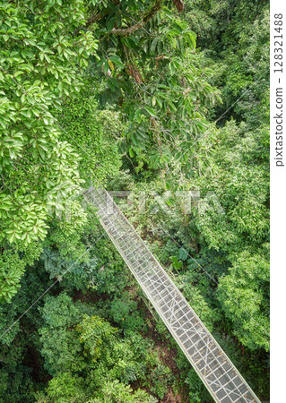Aerial view of canopy walkway in Sepilok, Borneo, Malaysia. 128321488