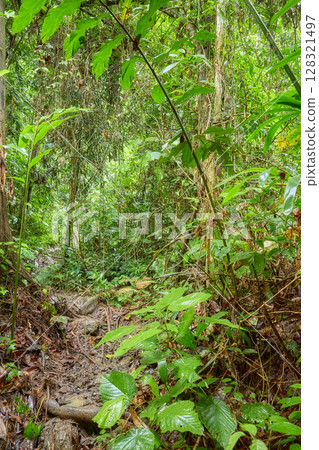 Danum Valley Conservation Area, one of the oldest rainforests in the world, Borneo, Malaysia. 128321497