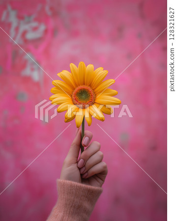 Yellow flower held in hand against pink background with vibrant natural floral details 128321627