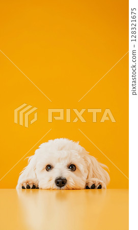 Bichon puppy with white fluffy fur looking adorable against a bright yellow background 128321675