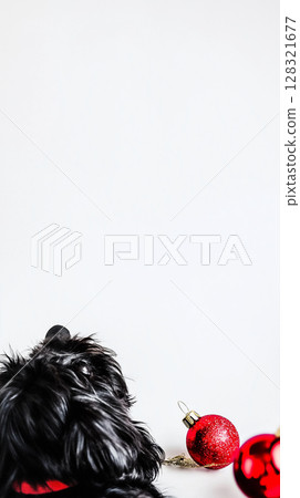 Cute Shih Tzu dog with black fur and red Christmas ornament on white background Cute Shih Tzu dog with black fur and red Christmas ornament on white background 128321677