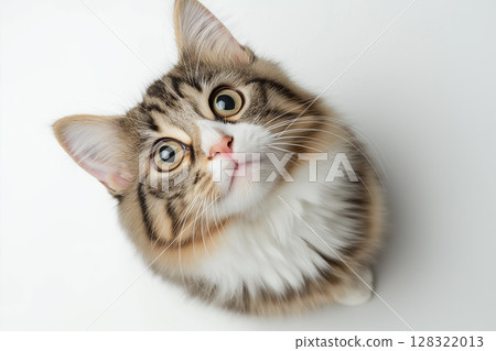 Adorable Maine Coon cat with whiskers, fur, and ears in a cute pet animal portrait Adorable Maine Coon cat with whiskers, fur, and ears in a cute pet animal portrait 128322013