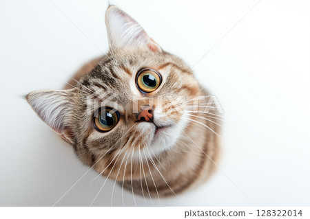 Adorable British Shorthair cat with whiskers, ears, and large eyes gazing curiously Adorable British Shorthair cat with whiskers, ears, and large eyes gazing curiously 128322014