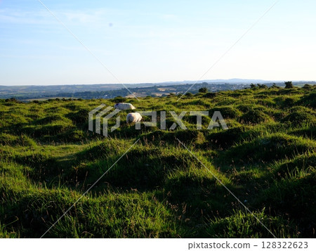 Moorland sheep grazing the vast Bodmin Moor area of Cornwall, UK 128322623