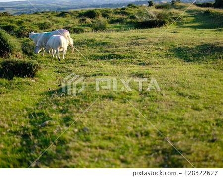 Moorland sheep grazing the vast Bodmin Moor area of Cornwall, UK Moorland sheep grazing the vast Bodmin Moor area of Cornwall, UK 128322627