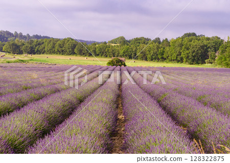 Summer landscape with lavender fields, France Summer landscape with lavender fields, France 128322875