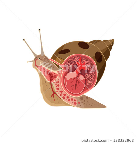 Snail anatomy illustration showing internal organs in detailed vector format Snail anatomy illustration showing internal organs in detailed vector format 128322968