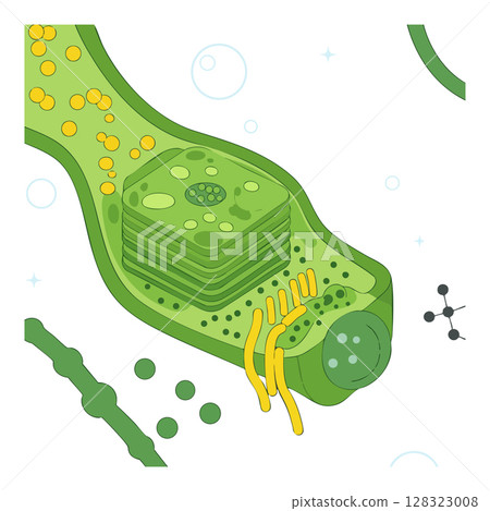 Plant cell structure illustration showing organelles and cellular components in green and yellow vector Plant cell structure illustration showing organelles and cellular components in green and yellow vector 128323008