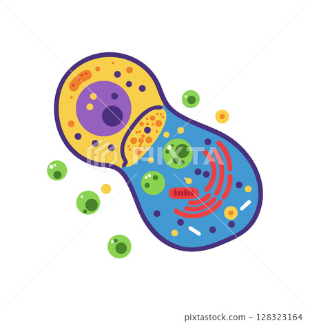 Cell division illustration of animal cells showing mitosis process in colorful design Cell division illustration of animal cells showing mitosis process in colorful design 128323164