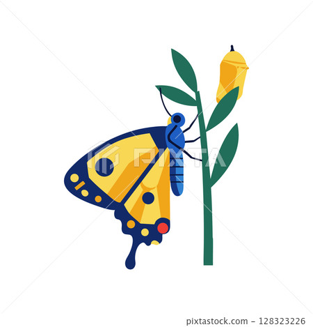 Butterfly on green plant with chrysalis vector illustration in yellow and blue colors Butterfly on green plant with chrysalis vector illustration in yellow and blue colors 128323226