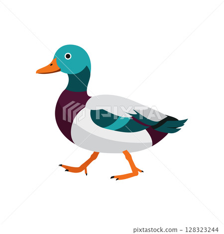 Mallard Duck Vector Illustration with Colorful Feathers and Orange Beak and Feet 128323244
