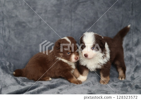 Two puppies are sitting on a blanket, one is brown and the other is white Two puppies are sitting on a blanket, one is brown and the other is white 128323572