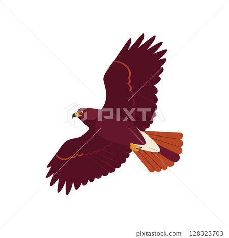 Flying hawk bird with spread wings in maroon and orange colors vector illustration Flying hawk bird with spread wings in maroon and orange colors vector illustration 128323703
