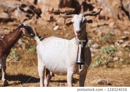Close-Up of a Goat in a Rustic Rural Setting with Bell Close-Up of a Goat in a Rustic Rural Setting with Bell 128324038