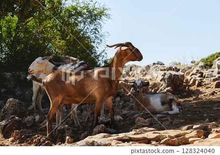Goats Resting and Grazing in a Rocky Natural Habitat with Abundant Vegetation 128324040
