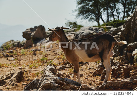 A Goat Standing on Rocky Terrain Amidst a Natural Rural Landscape 128324042