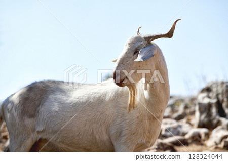 Portrait of a White Goat Grazing Outdoors in a Rural Landscape Portrait of a White Goat Grazing Outdoors in a Rural Landscape 128324044