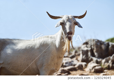 Majestic White Goat in Natural Rocky Terrain on a Sunny Day 128324045