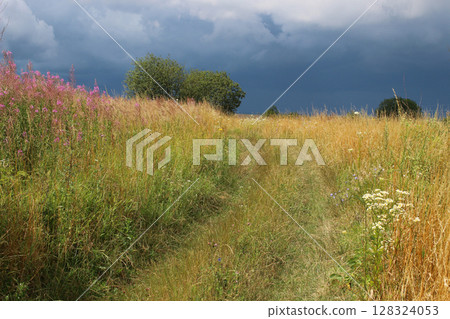 field with flowering grass 128324053