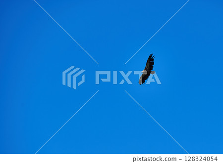 Bird Soaring Gracefully Against a Clear Blue Sky 128324054