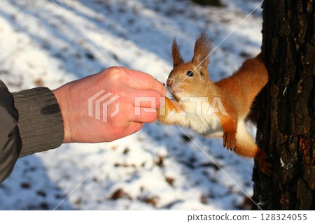 beautiful isolated photo of a deer in a hand beautiful isolated photo of a deer in a hand 128324055