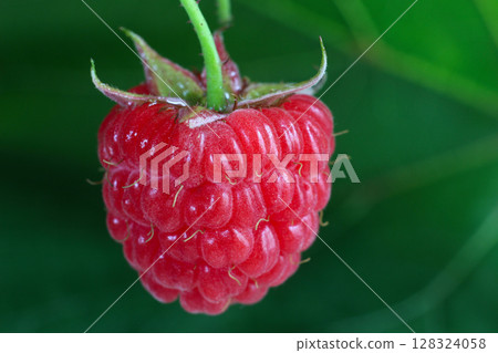 ripe red raspberry on a branch ripe red raspberry on a branch 128324058