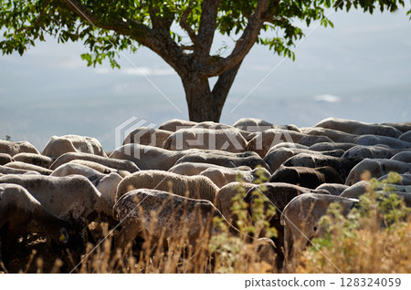 A Flock of Sheep Grazing Under a Tree in a Tranquil Landscape A Flock of Sheep Grazing Under a Tree in a Tranquil Landscape 128324059