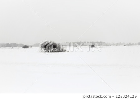 Snowy field with a lone tree in the foreground 128324129