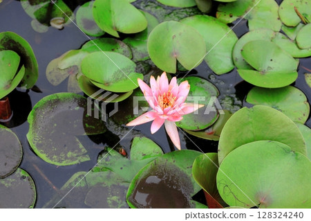 津賀裡睡蓮 128324240