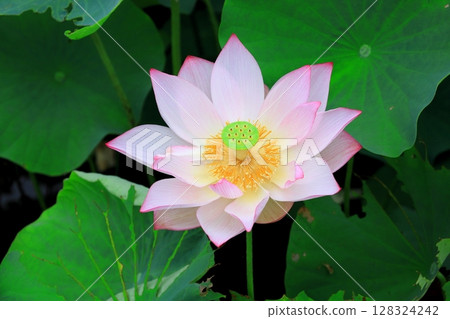 Lotus flower / Tsuganosato, Tochigi City, Tochigi Prefecture Lotus flower / Tsuganosato, Tochigi City, Tochigi Prefecture 128324242
