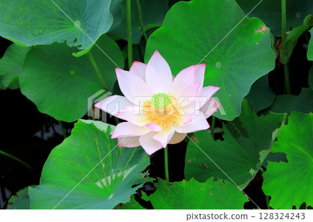 蓮花 / 栃木縣栃木市栃之裡 128324243