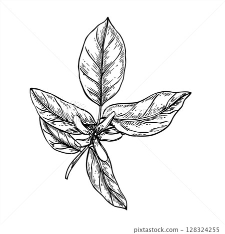 Lemon branch with leaves and blossoming flower monochrome vector illustration. Etching drawing of citrus plant for organic cosmetics, Mediterranean cuisine, herbal tea label, natural lifestyle. Lemon branch with leaves and blossoming flower monochrome vector illustration. Etching drawing of citrus plant for organic cosmetics, Mediterranean cuisine, herbal tea label, natural lifestyle. 128324255