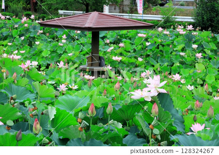 蓮花 / 栃木縣栃木市栃之裡 128324267