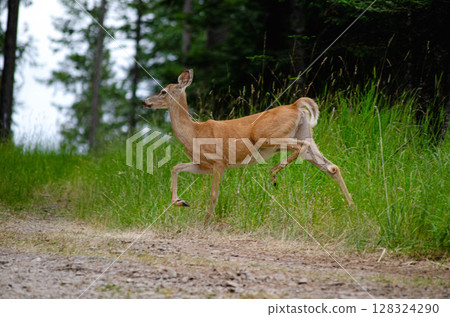 Graceful Deer in Forest Nature in Motion Graceful Deer in Forest Nature in Motion 128324290