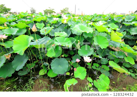 Lotus flower / Tsuganosato, Tochigi City, Tochigi Prefecture 128324432