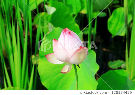 蓮花 / 栃木縣栃木市栃之裡 蓮花 / 栃木縣栃木市栃之裡 128324439