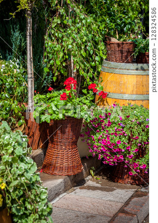 Flowers Petunia and red Geranium Greenery in Barrel Planter basket. Summer green leaves plant garden. Violet bud Flowers Petunia and red Geranium Greenery in Barrel Planter basket. Summer green leaves plant garden. Violet bud 128324586