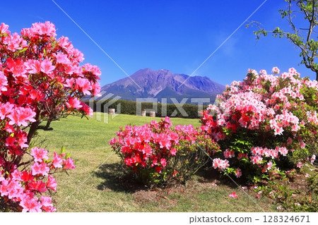 [鹿兒島縣]晴天從名勝仙岩園看到的櫻島 128324671