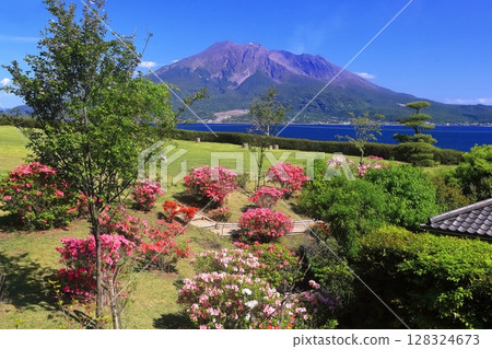 [鹿兒島縣]晴天從名勝仙岩園看到的櫻島 128324673