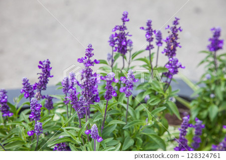 Purple Salvia Flowers plant bloom in garden Purple Salvia Flowers plant bloom in garden 128324761