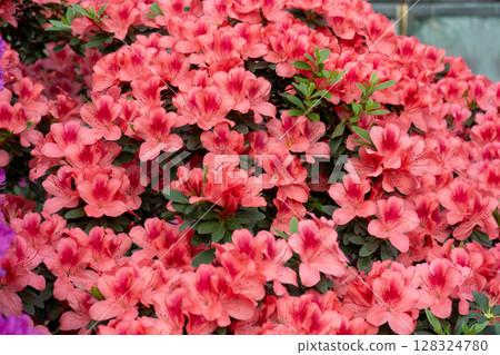 Azalea bud flower. Rhododendron plant in garden 128324780