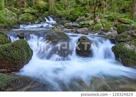Majestic Allerheiligen Waterfalls: Powerful Cascades Over Mossy Rocks in Black Forest National Park's Pristine Wilderness 128324829