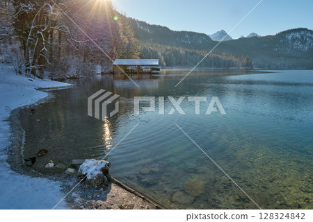 Elegant White Swans Swimming Gracefully on Partially Frozen Lake Surface Surrounded by Winter Landscape with Sunlight Reflecting off Calm Water Creating Romantic Wildlife Scene Elegant White Swans Swimming Gracefully on Partially Frozen Lake Surface Surrounded by Winter Landscape with Sunlight Reflecting off Calm Water Creating Romantic Wildlife Scene 128324842