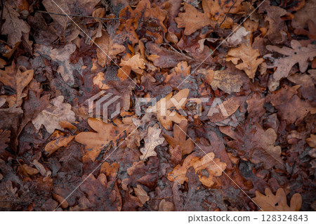 Autumn background. Oak leaves. 128324843