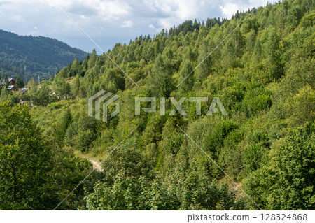 Green forest trees. Nature background Green forest trees. Nature background 128324868