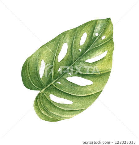 Single yellow green philodendron leaf watercolor sketch isolated background. Hand painted tropical houseplant monstera illustration for botanical designs, plant decor, wedding invitation 128325333