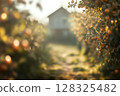 Morning sunlight over orchard with a rustic farmhouse in the background 128325482