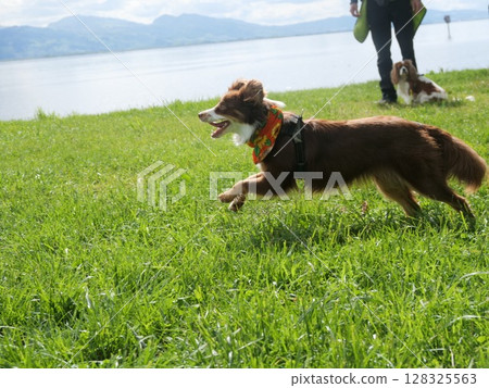 Brown dog is running in a field with a green bandana around its neck Brown dog is running in a field with a green bandana around its neck 128325563